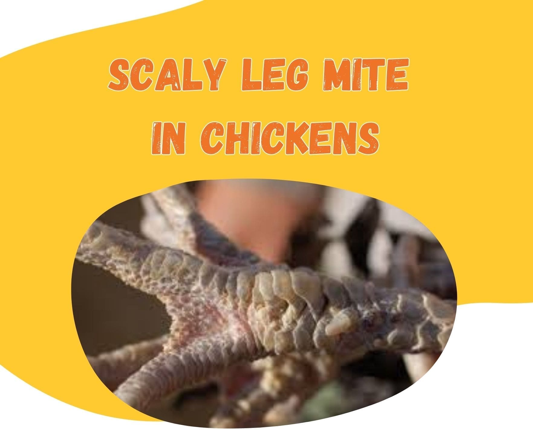 Image showcasing Scaly Leg Mites - Backyard Chicken Keeping Tips & Tricks